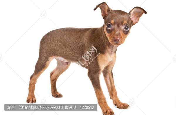 俄羅斯玩具獵犬在白色背景