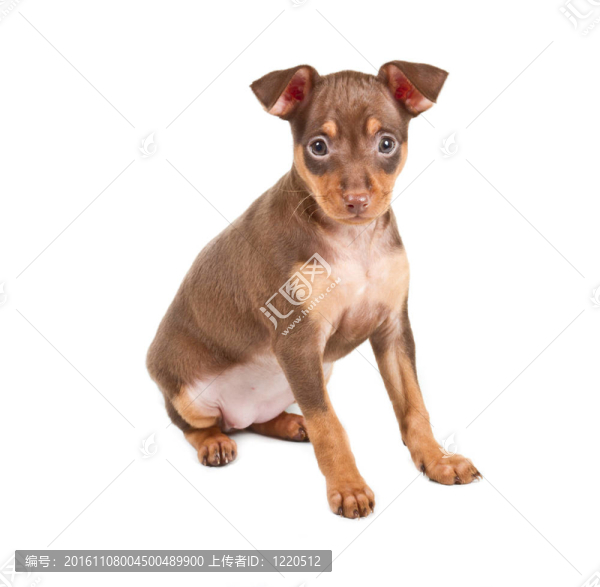 俄羅斯玩具獵犬在白色背景