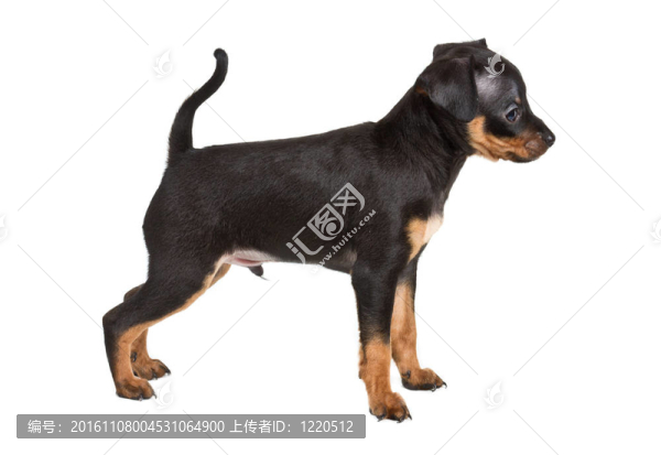 俄羅斯玩具獵犬在白色背景