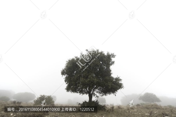 橡樹