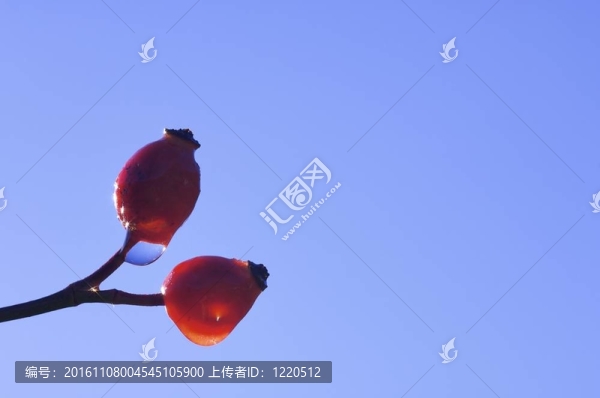紅色的果實(shí)