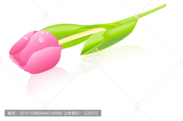 粉紅郁金香