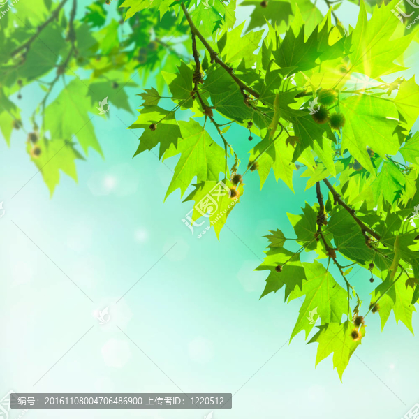 平面樹葉子的抽象背景