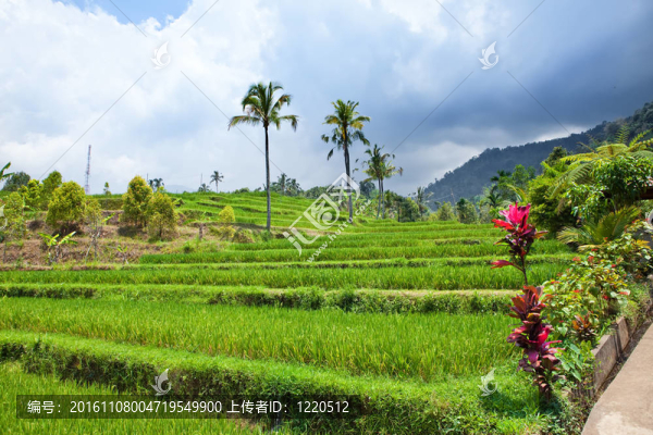 水稻梯田觀；巴厘；印度尼西亞
