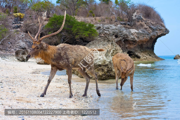 鹿在海岸上離開大海