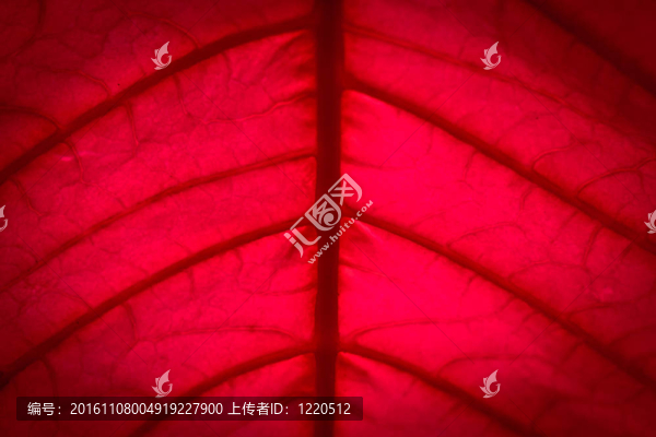 紅色的葉子紋理