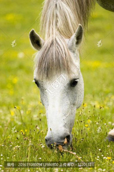 吃草的馬