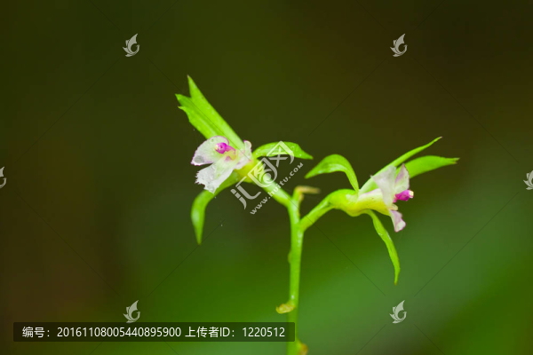 collabiopsis百合；僅在泰國發(fā)現(xiàn)罕見的蘭花