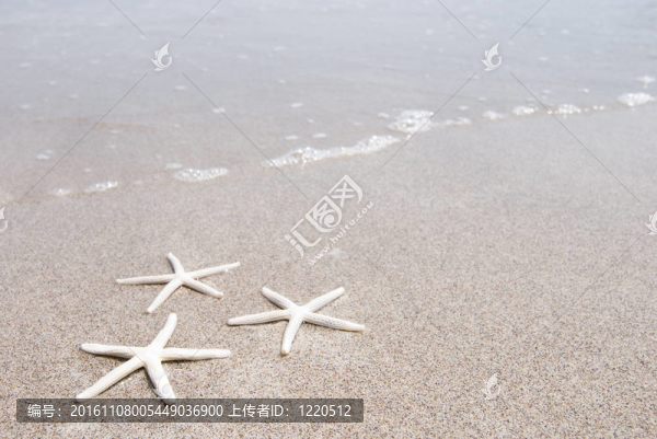 白色的海星