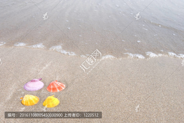 高貴的扇貝