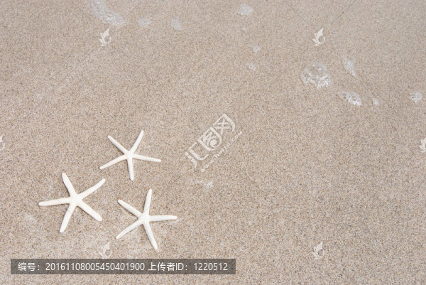 白色的海星