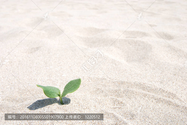 南瓜苗