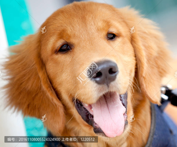金毛獵犬