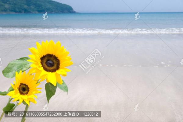 向日葵