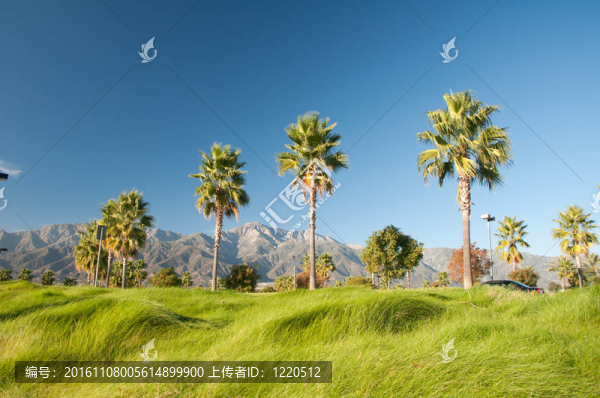 棕櫚樹和Mountains