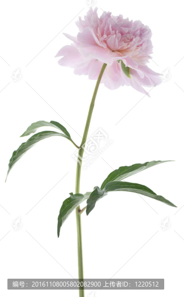 牡丹