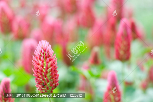 深紅色三葉草