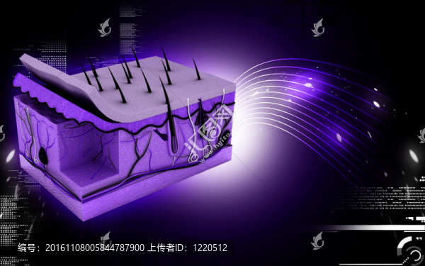 皮膚