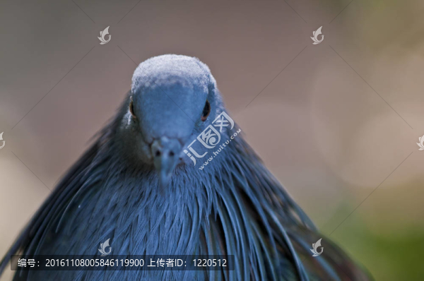 尼科巴鴿子
