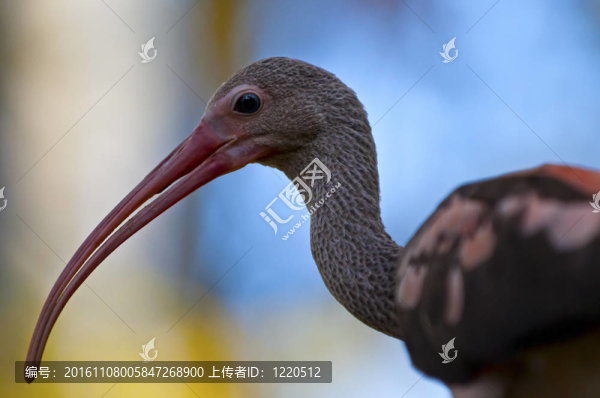 朱鷺鳥