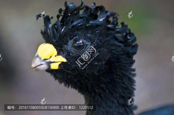 大鳳冠雉