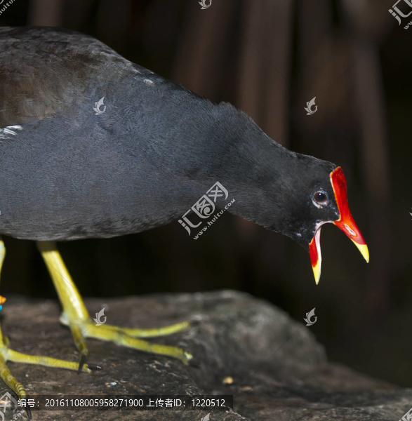常見(jiàn)的Gallinule