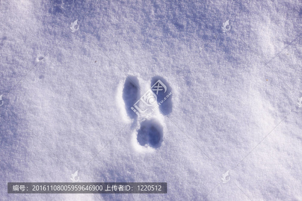 冬季雪中野兔的蹤跡