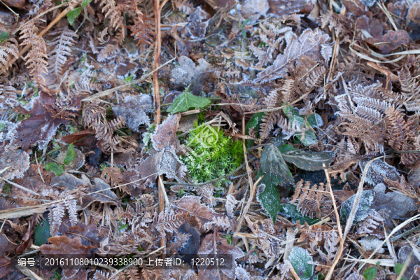 苔蘚；樹葉和Frost