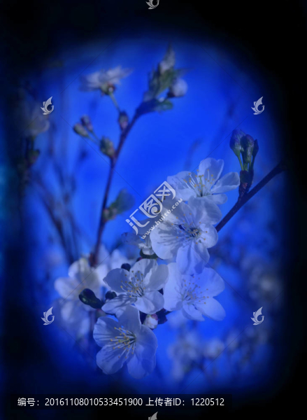 混合春櫻花背景