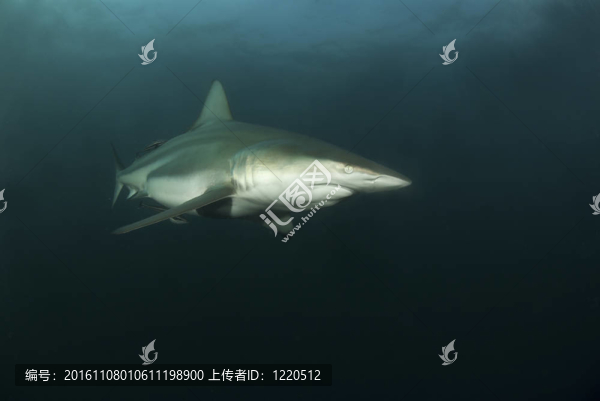 捕食者