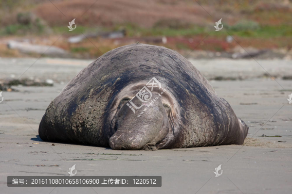 加利福尼亞海灘上沉睡的大象海豹