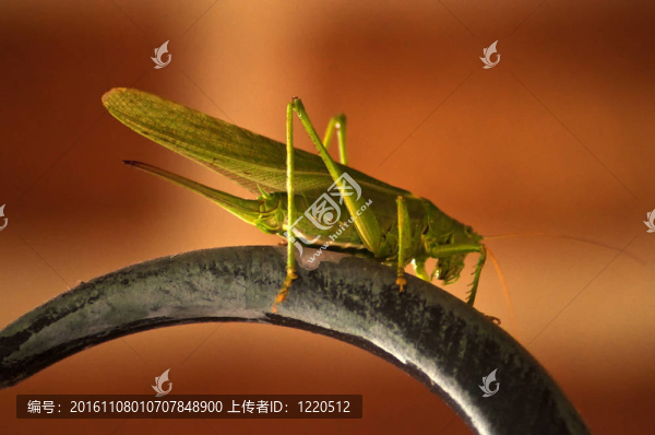 蚱蜢