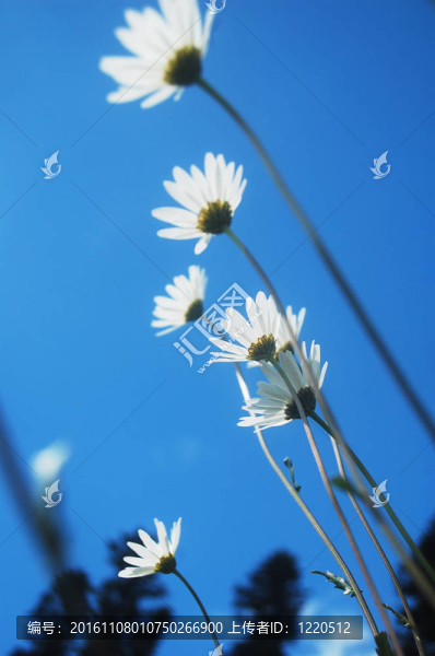 夏天的雛菊