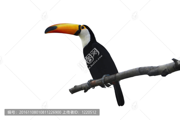 切出來(lái)的巨嘴鳥(niǎo)