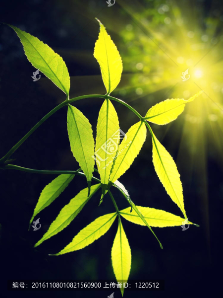 綠色樹葉在陽光下發(fā)光