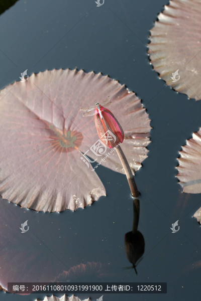 水百合