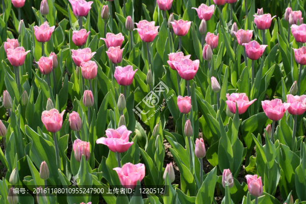郁金香