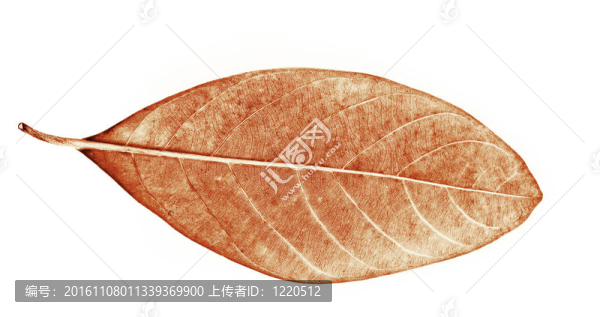 菠蘿葉