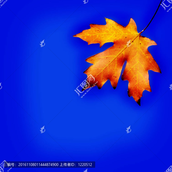 秋天的楓葉