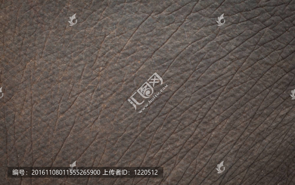 活著的大象