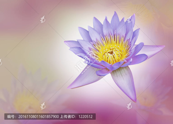 蓮花和粉紅層
