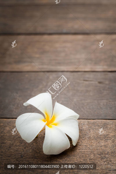 白色的花