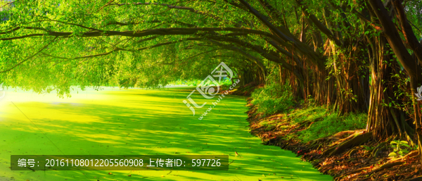 陽(yáng)光森林,高清全景