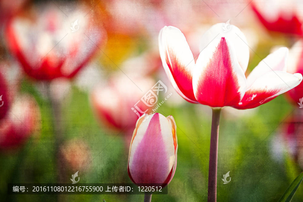 背景郁金香