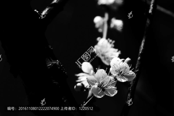 梅花春背景