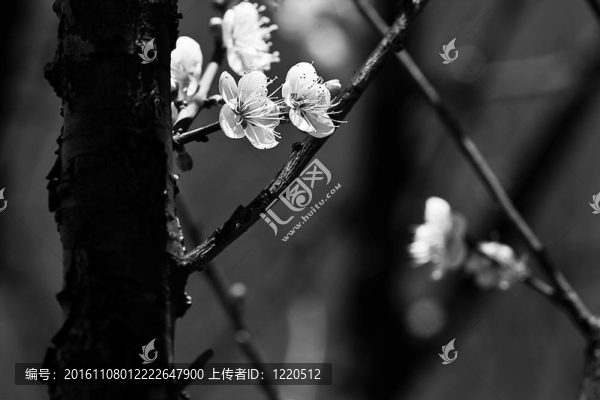梅花春背景