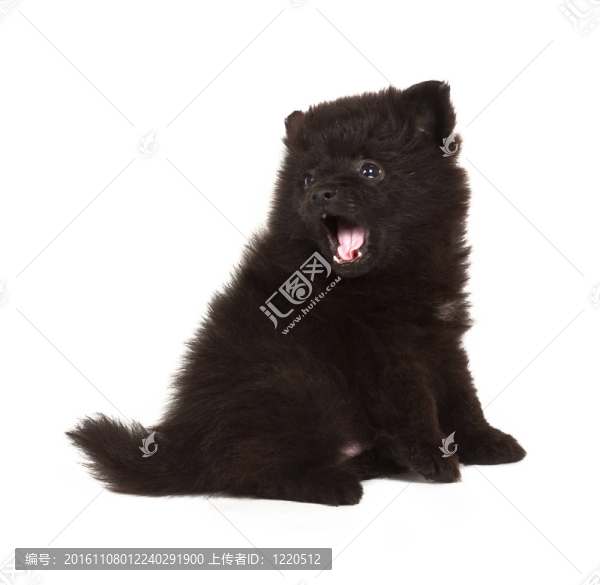 斯皮茨的小狗在白色的背景前。博美犬孤立在白色背景