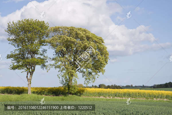 油菜田的樹木