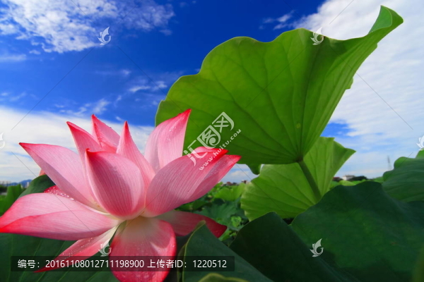 美麗的荷花