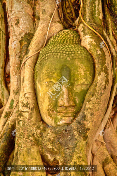 如來佛祖的頭被包裹在樹根在笏mahatat,Ayutthaya寺；泰國。